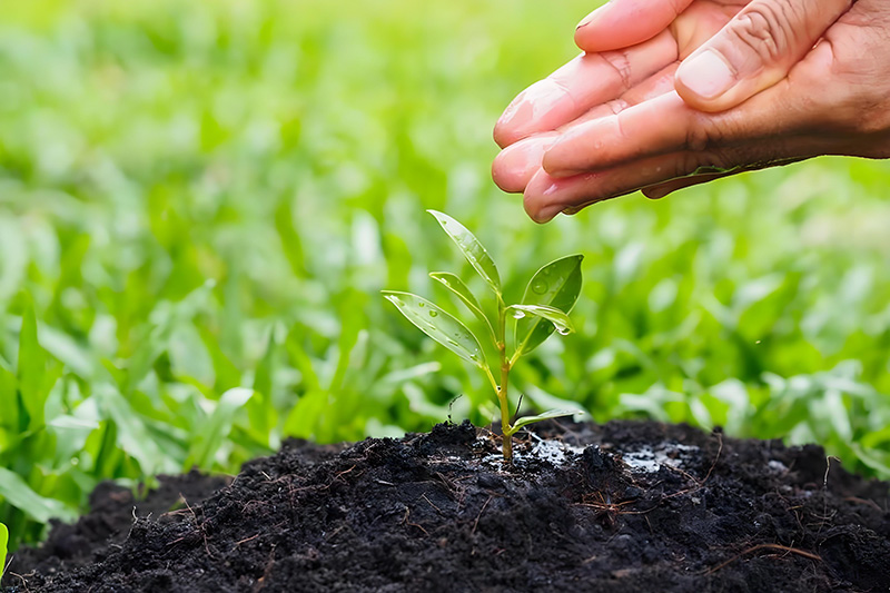 Which Crops Are Suitable for NPK Compound Fertilizer?