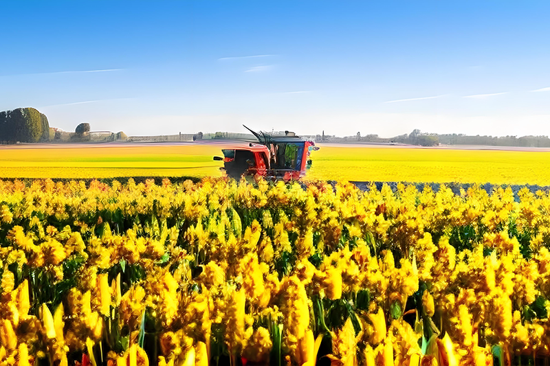 Potassium Sulfate Compound Fertilizer Potassium Sulfate Compound Fertilizer