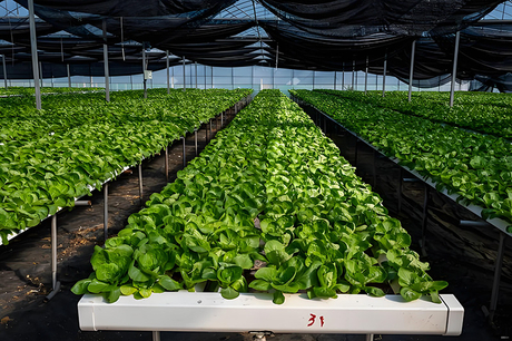 Fully Soluble Npk Fertilizer.jpg